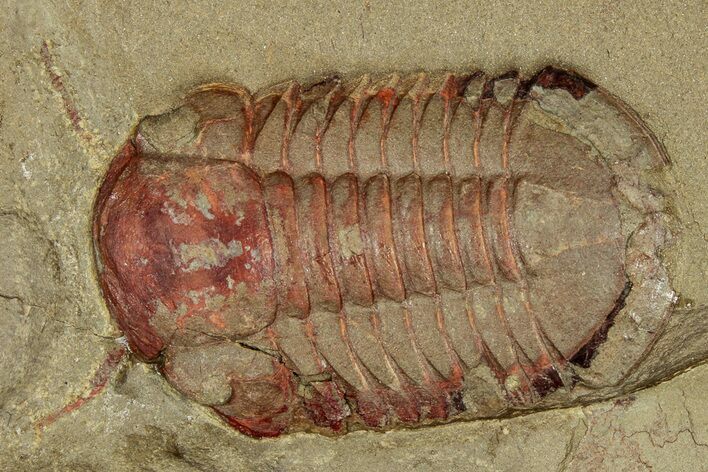 Symphysurus Trilobites With Preserved Antennae - Pos/Neg #359406